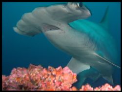 Scalloped Hammerhead, Cocos Island, Alcyone Seamount by Ofer Ketter 